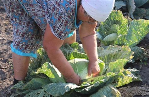 Сорт капусты Мегатон ф1. Устойчив к болезням и на вкус совсем не плох ...