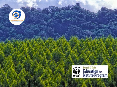 Subvención para proyectos de reforestación EFN