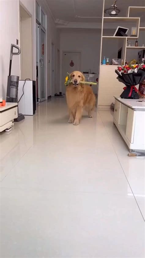 🌻🌻🌻 | Милые собаки, Собаки, Мини щенки