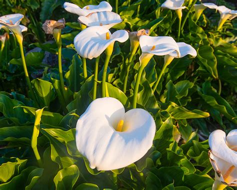 How To Grow Elegant And Impressive Calla Lilies Yates