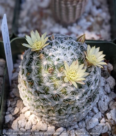 Succulent Porn From The Sacramento C S Society Plant Sale