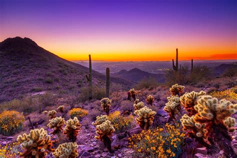 Spring In The Desert Wallpaper Wallpapersafari