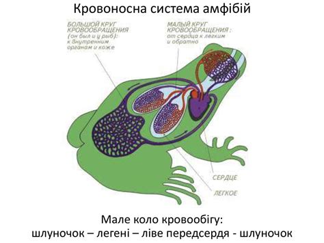 Порівняння будови кровоносної системи хребетних тварин. Практична ...