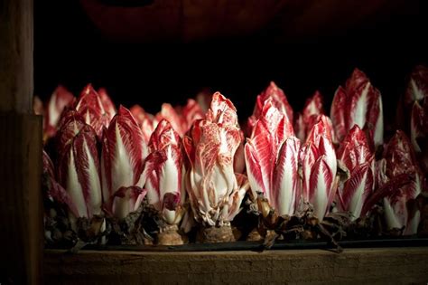 Цикорный салат Витлуф. Выращивание, уход и сорта. Фото — Ботаничка