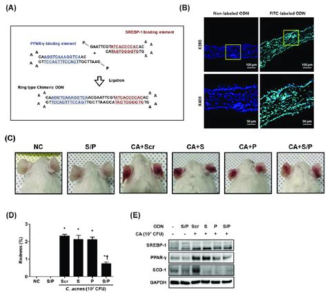 The Srebp Ppar Chimeric Decoy Odn Was Effectively Transferred In Ear