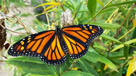 7 Tips for a Successful Monarch Butterfly Pollinator Garden