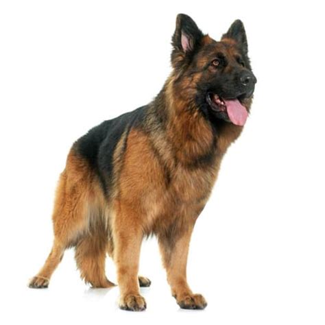 german shepherd buy  dog nigeria