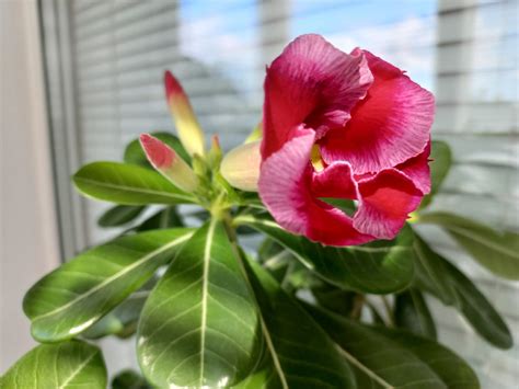 Адениум – роза пустыни: описание, виды и естественная среда обитания