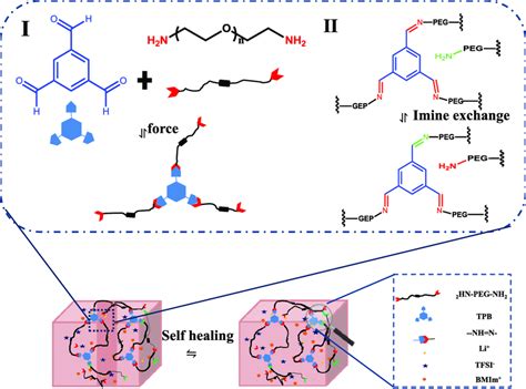 Schematic Representation Of Reversible Dynamic Imine Bond In Igpe