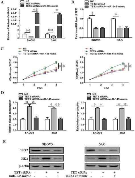 Berberine Inhibits The Warburg Effect Through Tet3 Mir 145 Hk2 Pathways