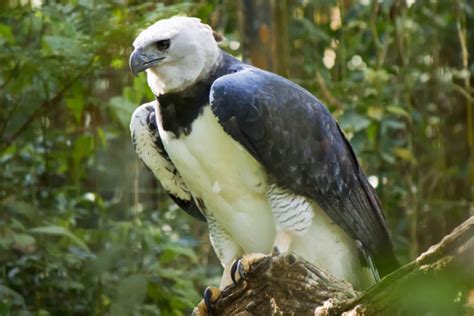 Maior águia Do País é Avistada Pela Primeira Vez No Parque Sesc Serra
