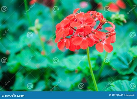 Flor Zonal Roja Del Geranio Zonale Del Pelargonium Con Las Hojas