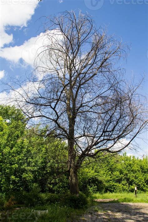 Naked Birch Tree Stock Photo At Vecteezy