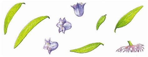 Колокольчик цветок. Рисунок в 1 класс на урок - окружающий мир.