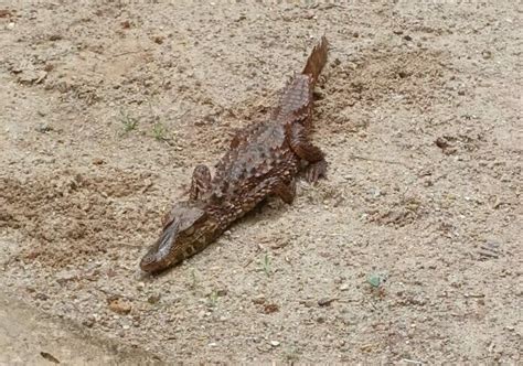 Morador encontra filhote de jacaré no quintal de casa em Alta Floresta