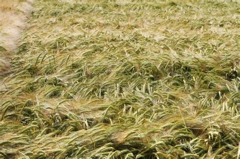 New Winter Barley Varieties Set To Rival Old Favourites South East Farmer