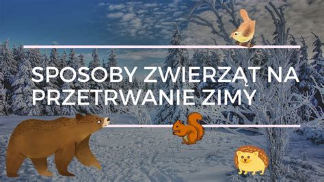 Sposoby Zwierząt Na Przetrwanie Zimy Youtube