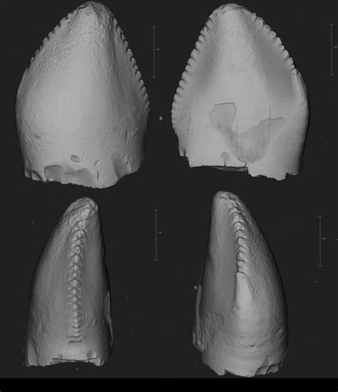 Machine learning identifies first British fossil of therizinosaur dinosaur