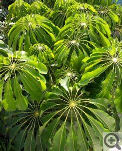 Шеффлера - Домашние растения