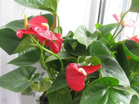 Антуриум, Антуриум - комнатные растения и цветы