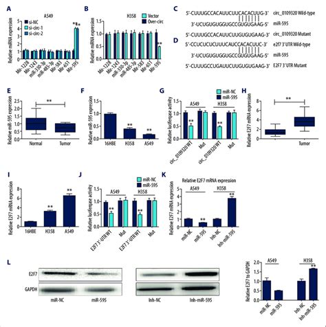 Circ_0109320 upregulated the E2F7 expression via sponging miR-595. (A ...