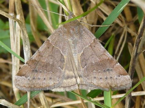 Toronto Wildlife More Clover Looper Moths