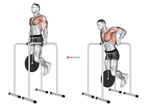 Weighted Triceps Dip On High Parallel Bars Home Gym Review