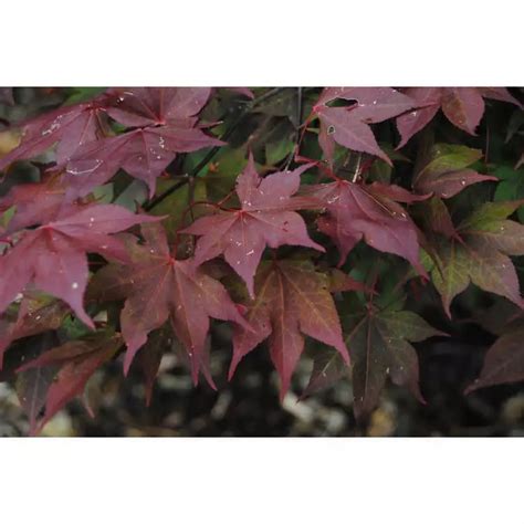 Acer Palmatum Ssp Matsumurae O Kagami Dry Seed Common Bonsai