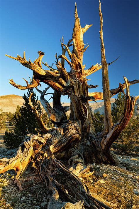 Ancient Bristlecone Pine Forest Photograph by Panoramic Images