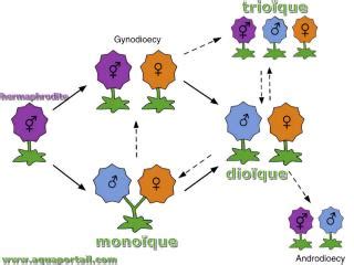 Trioïque définition et explications