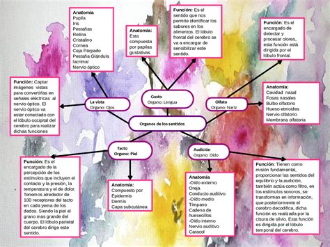 Esquema De Los Sentidos My English And Science Spanish Flashcards The