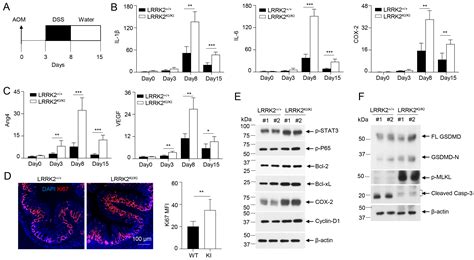 Cells | Free Full-Text | LRRK2 G2019S Promotes Colon Cancer Potentially ...