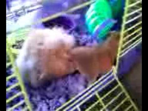 Hampster Porn YouTube
