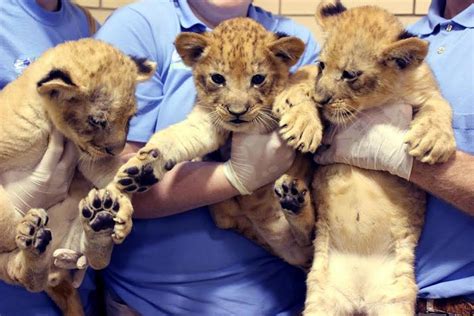 Trio of adorable lion cubs now on display at Buffalo Zoo