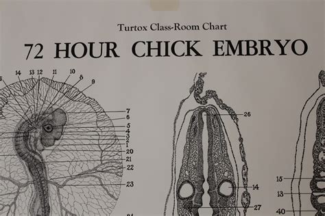 Vintage 72 Hour Chick Embryo Development Wall Chart From Turtox Etsy