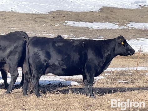 10 BLK Angus 10 12 YO Mature Bred Cows BID PER HEAD Livestock BigIron