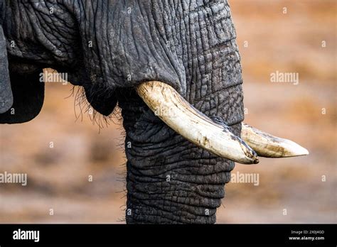 Elephant Tusks Close Up Botswana Stock Photo Alamy