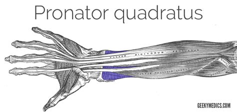 Muscles of the Anterior Forearm | Anatomy | Geeky Medics