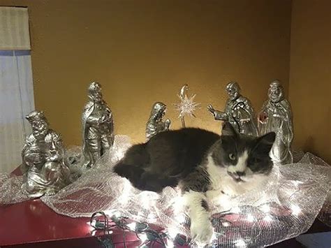 14 Hilarious And Cute Nativity Crashing Cats Mynativity