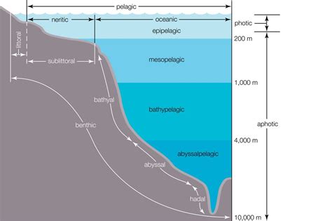 Neritic Zone Definition Animal Life And Characteristics