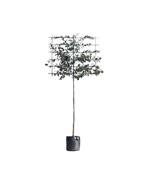 Malus Mokum - leiboom - MijnPlantje.nl
