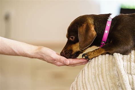 senior pet care  waterford union lake veterinary hospital