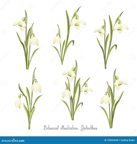 Bouquet Of Snowdrops Outline Drawing Vector Illustration