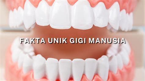 Fakta Unik Gigi Manusia