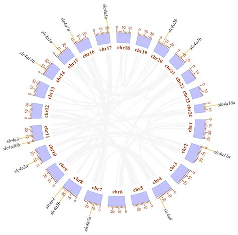 Chromosomal Locations And Duplication Modes Among The Slc4 Genes Of