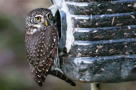 Красная книга Москвы: как создавалась