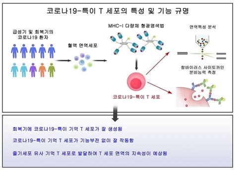 Medigate News 대한감염학회 카이스트 코로나19 특이 T 세포의 기능·특성 규명