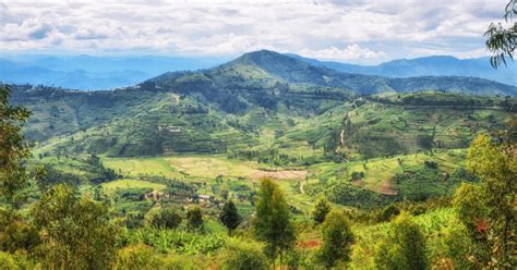 Rwanda Coffee: Discovering An African Delicacy In 2022 | Coffee Break ...