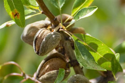 Ripe Almonds Nuts on Almond Tree Ready To Harvest Stock Photo - Image ...