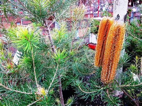 Banksia Ericifolia Spinulosa Giant Candles Wholesale Nursery